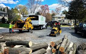 Trusted Lake Panasoffkee, FL Tree Care Experts