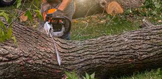 How Our Tree Care Process Works  in  Lake Panasoffkee, FL